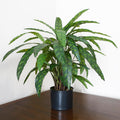 60cm Variegated Artificial Calathea Plant