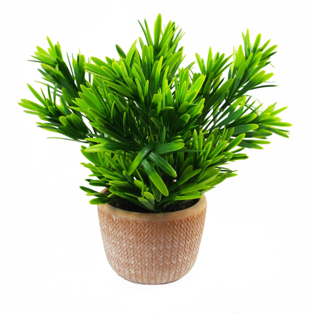 22cm Artificial Honey Plant Dark Green in Terracotta Pot