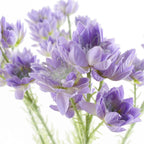 60cm Artificial Purple Starflower Stem 5 Flowers