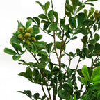 60cm Artificial Aglaia Odorata Bonsai Ficus Tree