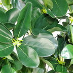 95cm Umbrella Tree Dark Ficus Green Artificial Plant