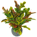 65cm Artificial Codiaeum Multicoloured Bright House Plant
