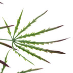 100cm Artificial Hanging Acer Plant