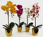 46cm Artificial Orchid White Gold