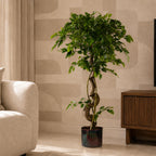 Twisted Trunk Artificial Japanese Fruticosa Style Ficus Tree 120cm