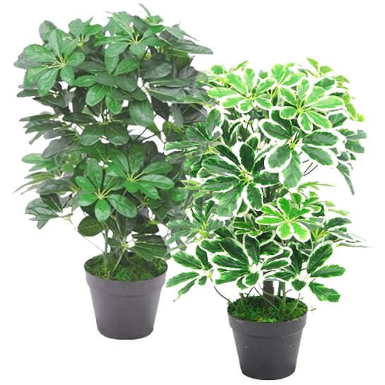 55cm Dark Green Artificial Schefflera Arboricola
