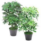 55cm Dark Green Artificial Schefflera Arboricola