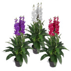 100cm Artificial Cymbidium Orchid Plant Dark Pink Flowers