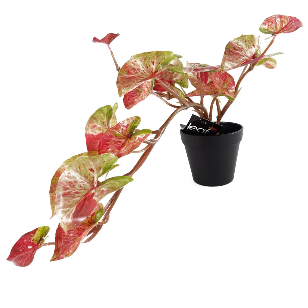 35cm Artificial Hanging Trailing Plant Pink Splash Caladium