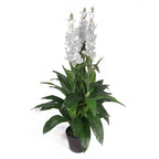 Artificial 100cm Cymbidium Orchid Plant Extra Large White Flowers