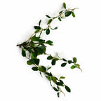 55cm Artificial Trailing Ficus Vine Stem