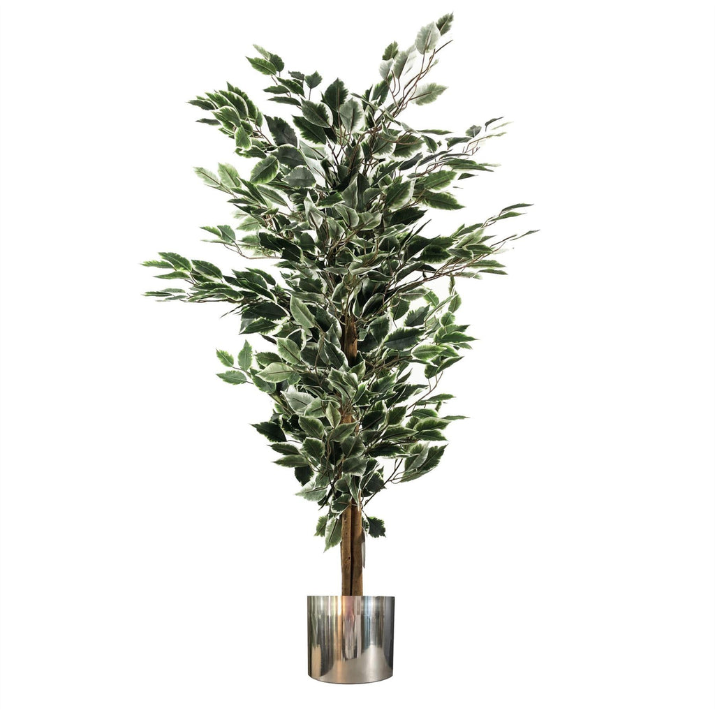 130cm Artificial Variegated White/Green Ficus Tree Silver Planter