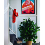 90cm Artificial Ficus Tree Large Bushy Shape
