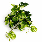 25cm Artificial Trailing Variegated Monstera Vine Plant
